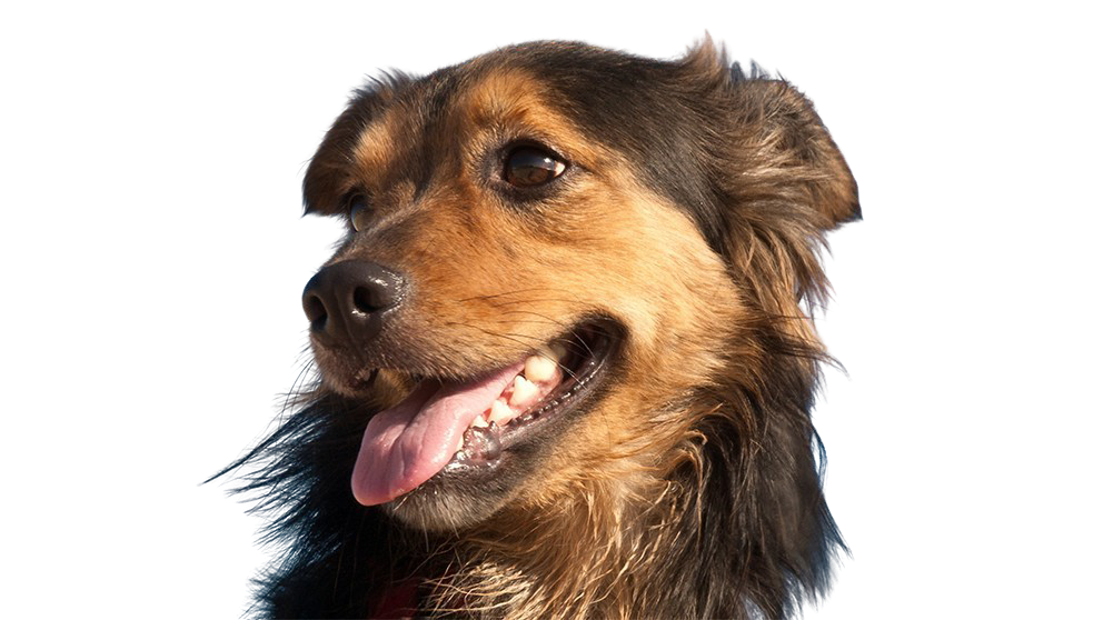 After background removal - Animals